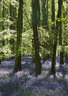 Bluebells