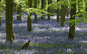 Bluebells