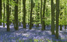 Bluebells