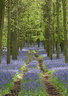 Bluebells