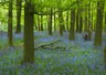 Bluebells