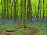 Bluebells