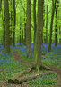 Bluebells