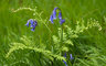 Bluebells 087_0762