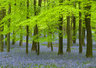 Bluebells