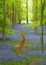 Bluebells