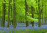 Bluebells