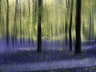 Bluebells