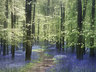 Bluebells