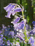 Bluebells G056_1496