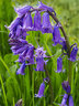 Bluebells G161_4090