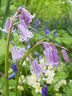 Bluebells