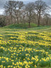 Bodnant Daffodils