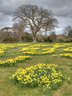 Bodnant Daffodils