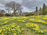 Bodnant Daffodils