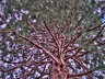 BodnantTree G223_6400-02_tm