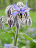 Borage_G161_4081