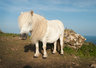Cadgwith Pony 090_1332