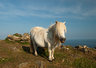 Cadgwith Pony 090_1333
