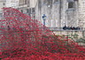 Ceramic Poppies