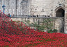 Ceramic Poppies