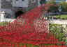 Ceramic Poppies