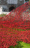 Ceramic Poppies