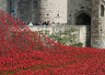 Ceramic Poppies