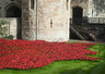 Ceramic Poppies