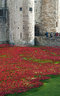 Ceramic Poppies