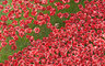 Ceramic Poppies