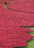 Ceramic Poppies