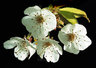 Cherry Blossom 155_33