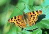 Comma 453_18