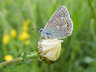 Common Blue