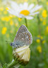 Common Blue