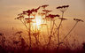 Cow Parsley Sunset