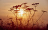 Cow Parsley