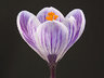 Crocus 050_0753