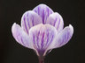 Crocus 050_0754