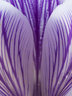 Crocus 050_0761