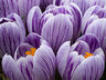 Crocus G013_0594