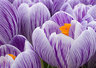 Crocus G013_0596