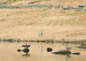 Cwmorthin Cormorant