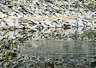 Llyn Orthin Reflections
