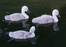 Cygnets G031_0924