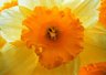 Daffodil 142_36