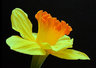 Daffodil 153_09
