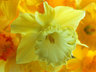 Daffodil 153_32