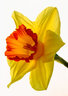 Daffodil 153_12